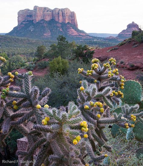 Jumping Cactus...these are legendary in Arizona. My mom swears one jumped on her once. You don't have to tell me twice! lol Cholla Cactus, Sedona Az, Southwest Desert, Sonoran Desert, Agaves, Sedona Arizona, Desert Landscape, Cactus And Succulents, Rock Formations