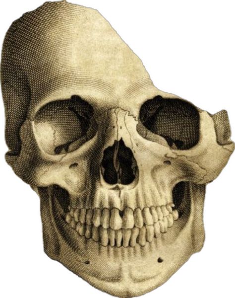 Whimsigoth Png, Vintage Png Aesthetic, Photos For Collage, Images For Collage, Scrapbook Cutouts, Skull Collage, Collage Cutouts, Skeleton Parts, Magazine Cutouts