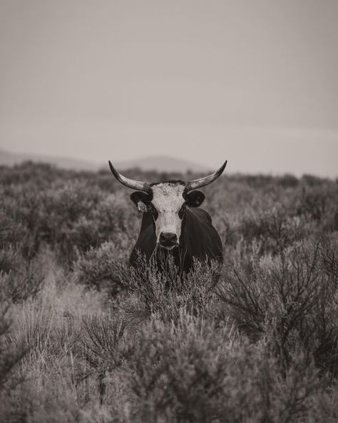 Black Western Background, Black And White Country Wallpaper, Cow Asthetic Picture, Country Asthetic Picture Wallpaper, Black And White Western Photography, Western Esthetics, Western Asthetics, Western Asthetic Picture, Widgets Aesthetic Ideas