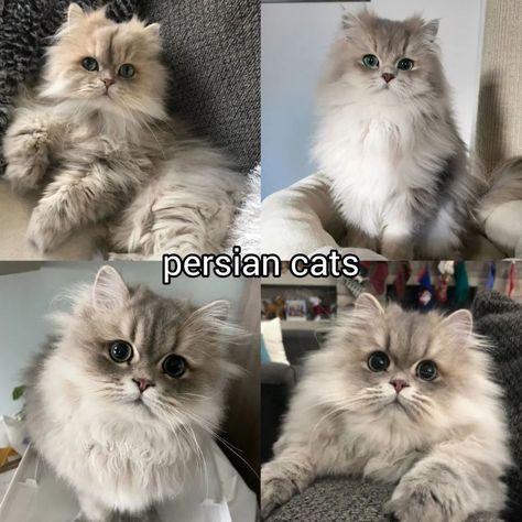 Species Of Cats, Cats Types, Type Of Cats, Cat Types, Cat Type, Cat Species, Dream's Cat, Persian Cats, Cats Photos