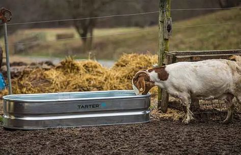 Goat Waterers: Automatic, Trough & Heated + Watering Ideas and Tips - Petaddon Goat Water Trough, Water Trough Ideas, Goat Water, Water Trough, Stock Tank, Milk Production, A Farmer, Galvanized Steel, Water Tank