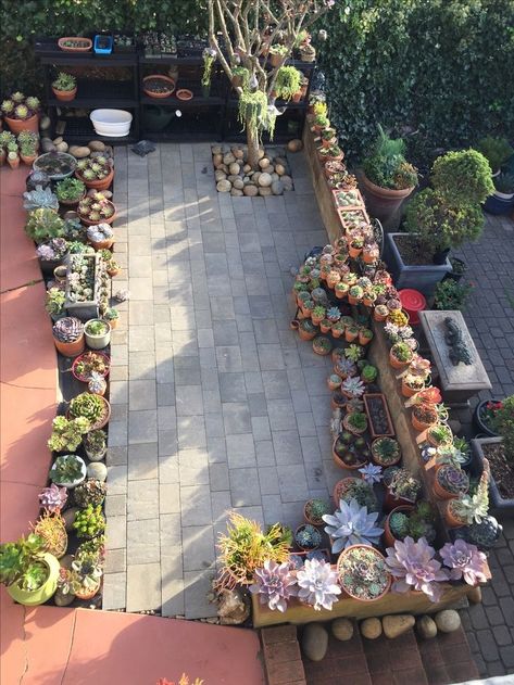 Backyard Succulent Garden Ideas, Succulents Planter Ideas, Potted Succulent Garden, Succulent Backyard, Succulent Farm, Outdoor Succulent Garden, Diy Succulent Garden, Succulent Garden Outdoor, Succulent Outdoor