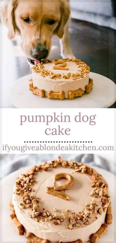 This Easy Pumpkin Dog Cake is the perfect way to celebrate your pup! It's made with pumpkin and applesauce, flavors dogs seem to really enjoy. The greek yogurt peanut butter frosting will be irresistible for your pup! Pumpkin Dog Cake, Dog Cake Recipe Pumpkin, Greek Yogurt Peanut Butter, Dog Cake Recipe, Puppy Pumpkin, Dog Friendly Cake, Dog Birthday Cake Recipe, Dog Cake Recipes, Dog's Birthday