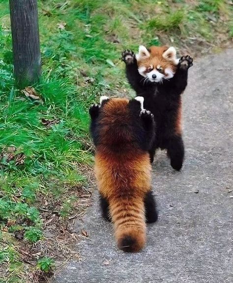 Red Panda Cute, Red Panda Baby, Red Pandas, Panda Bears, Pretty Animals, Silly Animals, Red Panda, Animal Planet, Cute Little Animals