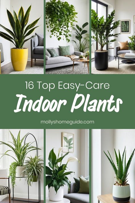 Discover a variety of low-maintenance houseplants perfect for beginners or anyone looking for easy indoor plants to care for. From Pothos and Snake plants to Scindapsus Pictus, explore the best easy care options that thrive in low light conditions. Learn how to take care of your Kalanchoe varieties, Peperomia, and Syngonium Chiapense with expert tips on watering, light requirements, and more. Kalanchoe Plant Care Indoors, Snake Plants Indoor, Easy To Care For House Plants, Indoor Plants Care Tips, Snake Plant Indoor, Easy Indoor Plants, Low Light Indoor Plants, Easy House Plants, Snake Plant Care