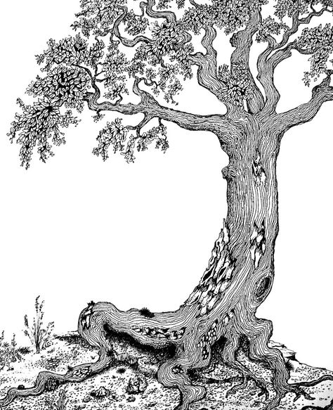 tree | A pen and ink drawing. A tree, alive. | Michael Warren | Flickr Drawing A Tree, Tree Drawing Simple, Black Pen Drawing, Micron Pen Art, Tree Doodle, Tree Sketches, Pen Art Drawings, Drawing Journal, Black And White Tree