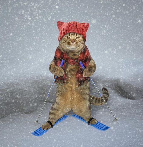 Cat skier in snow. The cat in a knitted hat and a scarf is skiing , #AFFILIATE, #snow, #cat, #Cat, #skier, #scarf #ad Snowboard Illustration, Silly Cats Pictures, Cat Icon, Silly Animals, Arte Animal, Silly Cats, Skis, Knitted Hat, Cat Pin