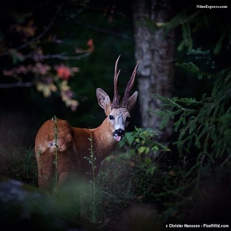 Buck Reference, Buck Deer Aesthetic, White Tail Buck, Hunting Animals, Young Buck, Moose Deer, Dark Art Photography, Alice Angel, Roe Deer