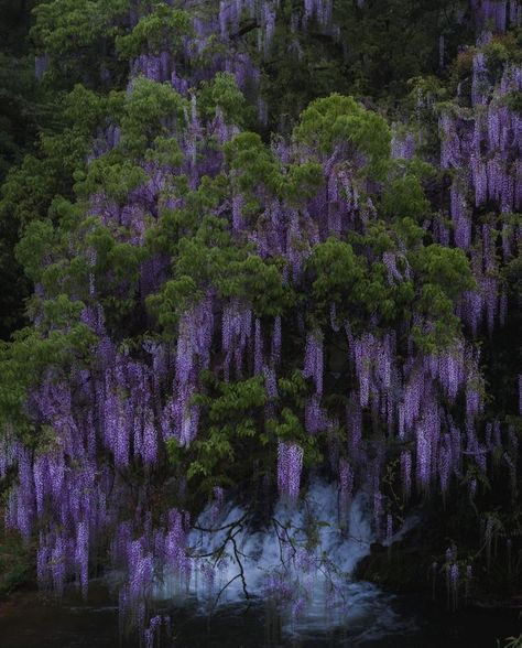 Dark Purple Wisteria, Pretty Trees Aesthetic, Dark Wisteria Aesthetic, Purple Earthy Aesthetic, Purple Plant Aesthetic, Wisteria Forest, Wisteria Aesthetic, Purple In Nature, Green And Purple Aesthetic