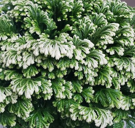 Caring For And Propagating Frosty Fern | So Easily Distracted Frosty Fern Care, Frosty Fern, Interesting Trees, Houseplant Ideas, Plant Parenting, Fern Care, Christmas Fern, Ferns Care, Orchid Fertilizer