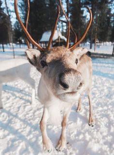 Christmas Raindeer, Reindeer Photo, Baby Skunks, Deer Wallpaper, Iphone Wallpaper Winter, Baby Reindeer, Snow Photography, Sweet Meat, Winter Animals