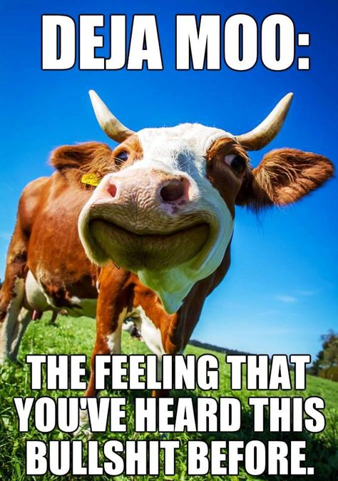 Deja moo the feeling that you've heard this bullshit before Funny Cow Pictures, Deja Moo, Funny Corny Jokes, Cute Good Morning Images, Corny Jokes, Smart Quotes, Cows Funny, Funny Jokes For Adults, Joker Quotes