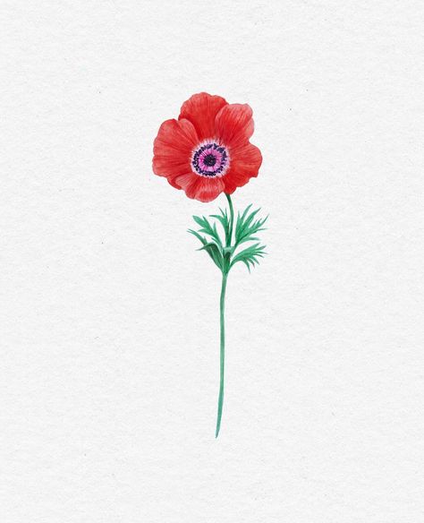 Anemone coronaria ilustrada con acuarelas 🌷 Anemone Coronaria Drawing, Anemone Illustration, Anemone Coronaria, Watercolor On Paper, Anemone, Sell Your Art, Fan Art, Plants, Flowers