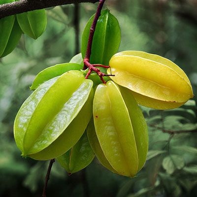 The starfruit, or carambola, is especially fun to serve because its slices are star-shaped. The fruit has a waxy skin and can be eaten unripe for a tarter flavor or ripe for a sweet and sour taste. It has been compared to apples, citrus fruits, and plums. Starfruits are now a common find in the tropical fruit section of American supermarkets Weird Fruit, Vegetable Rack, Fruit Photography, Fruit Seeds, Beautiful Fruits, Fruit Plants, Flowers Wallpaper, Exotic Fruit, Tropical Fruits