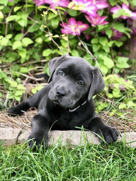 Charcoal Lab Puppies, Charcoal Labrador, Charcoal Lab, Black Dogs, Labrador Retrievers, Lab Puppies, Labrador Puppy, Animal Pics, Art Photos