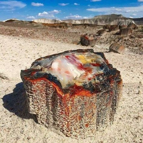 A 225 Million Year Old Petrified Opal Tree Trunk Located In Arizona Petrified Forest National Park, Petrified Forest, Crystal Pattern, Cool Rocks, Beautiful Rocks, Minerals And Gemstones, Rocks And Gems, Petrified Wood, Gems And Minerals