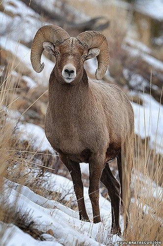 Running Tiger, Wild Sheep, Big Horn Sheep, North American Wildlife, Bighorn Sheep, Mule Deer, Mountain Goat, Manx, Wildlife Photos