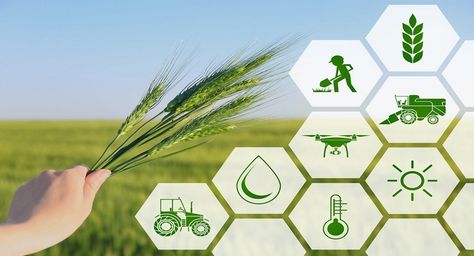 Infrastructure Development, Precision Agriculture, Agricultural Sector, Farm Gate, Crop Production, Strawberry Farm, Agriculture Industry, Agricultural Science, Water Enhancer