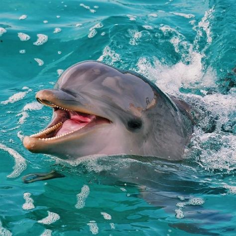 Cute dolphin Cute Dolphin, Dolphins, Swimming, Water, Blue