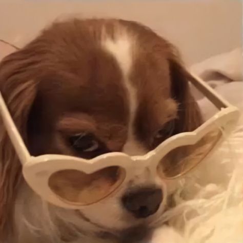 Animals Dog, Blue Box, Cute Kawaii, Tik Tok, Sunglasses