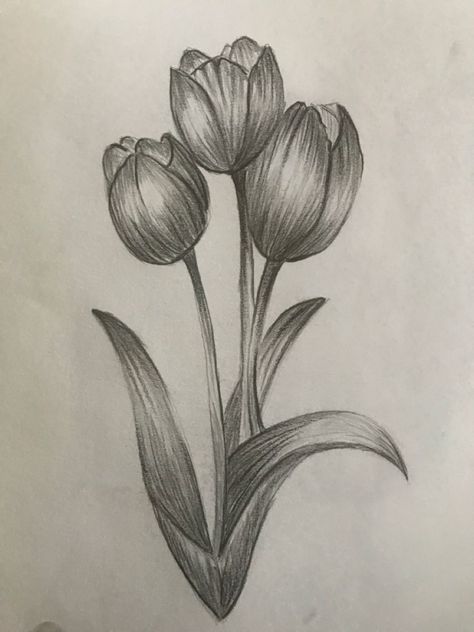 Tulips Pencil Drawing, Tulips Sketch Pencil, Tulip Drawing Pencil, Tulips Drawing Sketch, Still Life Pencil Shading, Tulip Flower Drawing, Flower Sketch Pencil, Drawing In Circle, Tulip Drawing