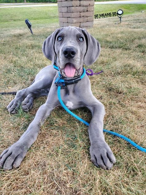 Blue Great Dane, Great Dane Grey, Blue Great Dane Puppies, Great Dane Blue Merle, Grey Great Dane, Blue Merle Great Dane, Great Dane Dogs Black, Merle Great Danes, Great Dane Blue Harlequin