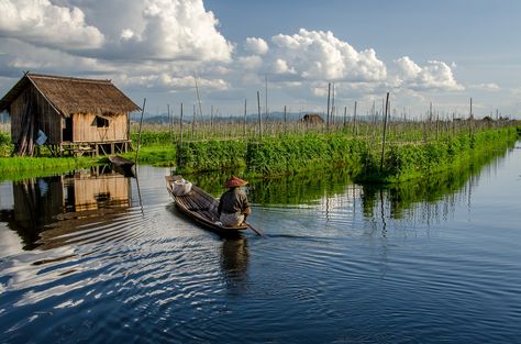 https://flic.kr/p/zrwSDw | Floating Gardens in Inle Lake, Myanmar | I came across this family tending to their tomatoes at Inle Lake, the entire garden is floating and they all move around on small boats to do the work Mergui Archipelago, Floating Gardens, Shwedagon Pagoda, Floating Garden, Inle Lake, Bay Of Bengal, Air Balloon Rides, Desert Island, Do The Work