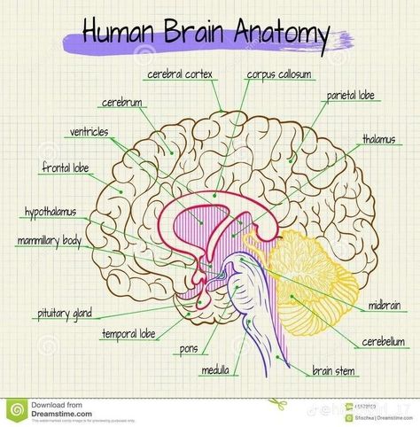 Human Brain Anatomy, Brain Diagram, Anatomical Brain, Sistem Saraf, Study Biology, Basic Anatomy And Physiology, Nurse Study Notes, Sketch Note, Nursing Student Tips