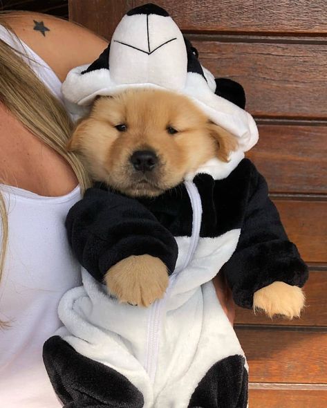 Puppies In Pajamas, Golden Retriever Mix, Super Cute Puppies, Cute Dog Photos, Baby Animals Pictures, Cute Little Puppies, Super Cute Animals