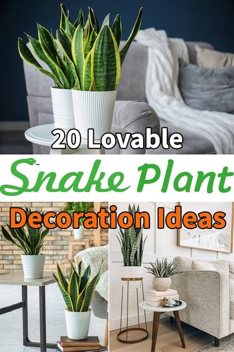 With its spectacular foliage, the mother-in-law's tongue looks great with every decor. Have a look at some adorable Snake Plant Decoration Ideas here! Snake Plant Centerpiece, Mother In Law Plant Houseplant, Snake Plant Indoor Decor Ideas, Decorating With Snake Plants, Snake Plant Decor Ideas Living Rooms, Snake Plant Bedroom Decor, Snake Plant In Bedroom, Snake Plant Decor Living Rooms, Snake Plants Decor