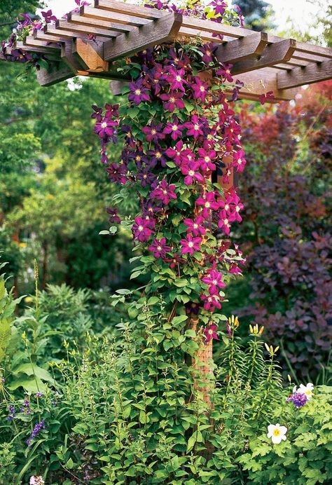 Perennial Flowering Vines, Hydrangea Vine, Clematis Trellis, Climbing Clematis, Hydrangea Petiolaris, Vine Trellis, Honeysuckle Vine, Climbing Hydrangea, Growing Vines