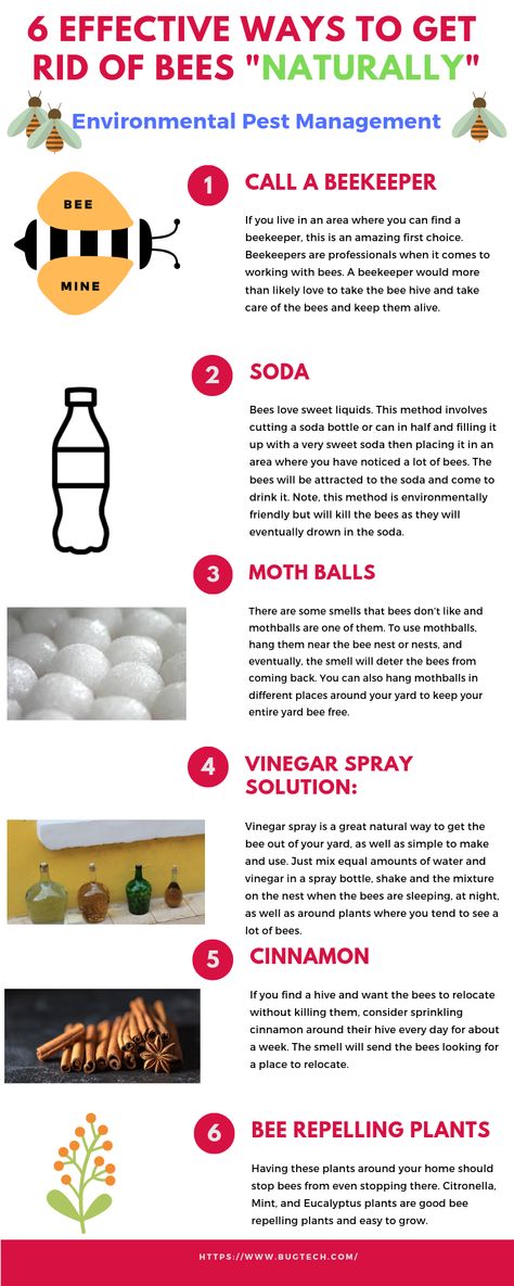 Learning how to get rid of bees can come in quite handy for those who want to get out there and tackle the problem themselves. Below, we are going to talk about why we should find ways to remove bees without killing them, why we should remove bees from around our homes, and six ways to get rid of bees naturally. How To Get Rid Of Bees Outside House, Getting Rid Of Bees, Working Bee, Bee Colony, Poster Template Free, Backyard Retreat, Bee Keeping, Useful Life Hacks, Pest Control