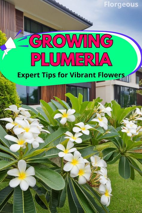 Growing Plumeria Plumeria Garden Ideas Yards, Plumeria Care, Plumeria Tree, Florida Landscaping, Small Front Yard Landscaping, Small Front Yard, Plumeria Flowers, Flower Spike, Vibrant Flowers