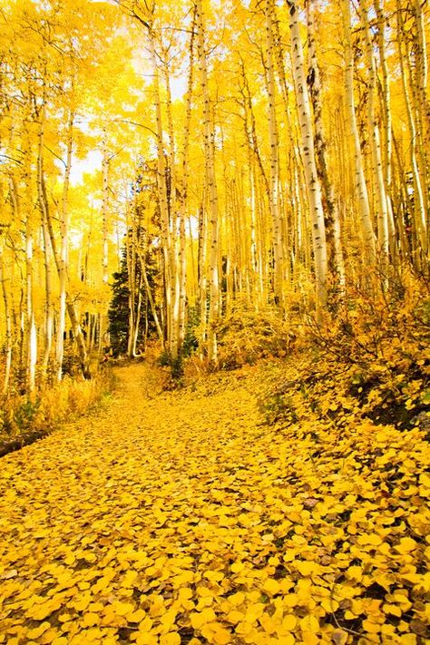 Yellow Aesthetic Pastel, Steamboat Springs Colorado, Steamboat Springs, Autumn Scenes, Autumn Scenery, Yellow Wallpaper, Yellow Aesthetic, Yellow Leaves, Aesthetic Colors