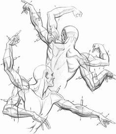 Dynamic Arm, Drawing Tutorials, Dynamic Anatomy, Direction Arrows, Drawing Reference, Burne Hogarth, Dynamic Hands, Arm Anatomy, Drawing Hands, Human Anatomy Drawing, Human Figure Drawing, Human Anatomy Art, Anatomy Sketches, Different Poses, Anatomy For Artists