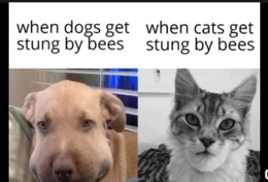 Cat Bee Sting, Dog Stung By Bee, Dog Bee Sting, Bee Meme, Meme Cats, Bee Dog, Dog Meme, Cat Vs Dog, Oliver Sykes