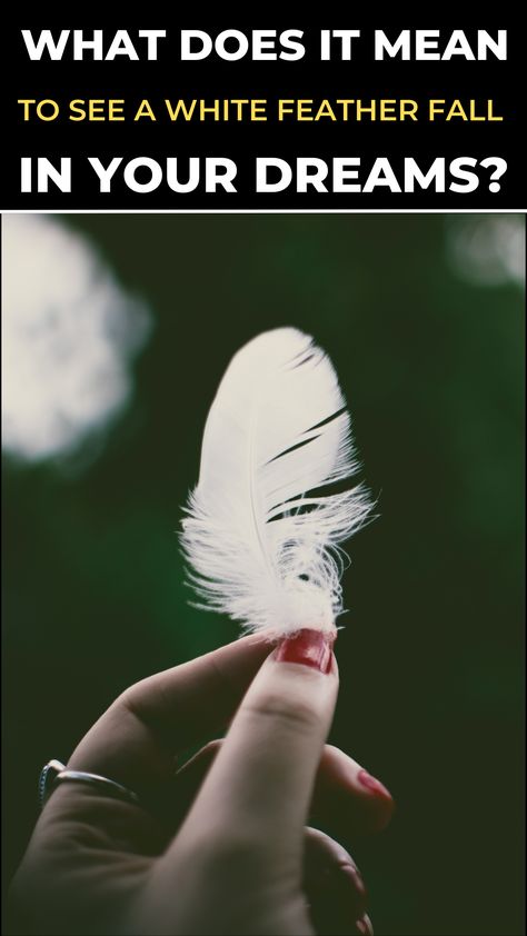 What Does It Mean To See a White Feather Fall in your Dreams? (Symbolism and Meaning) White Feather Meaning, Sign Of Peace, Feather Meaning, Angel Feathers, Fall White, Dream Meanings, Personal History, Wild Bird, White Feather