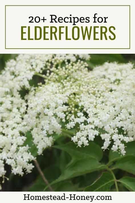 Elderflower Syrup Recipe, Elderflower Recipes, Elderberry Flower, Elderberry Recipes, Essential Oils Herbs, Elderberry Syrup, Fine Dining Recipes, Herbal Recipes, Healing Plants