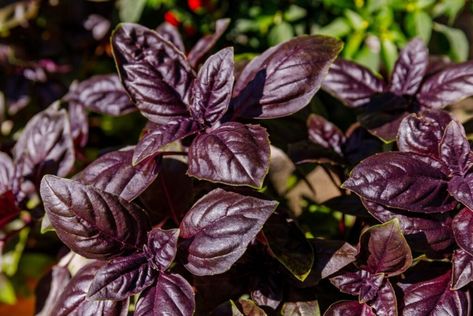 Purple Basil, Basil Seeds, Basil Plant, Gothic Garden, Perennial Shrubs, Fruit Seeds, Pink And Purple Flowers, Tomato Seeds, Hardy Perennials