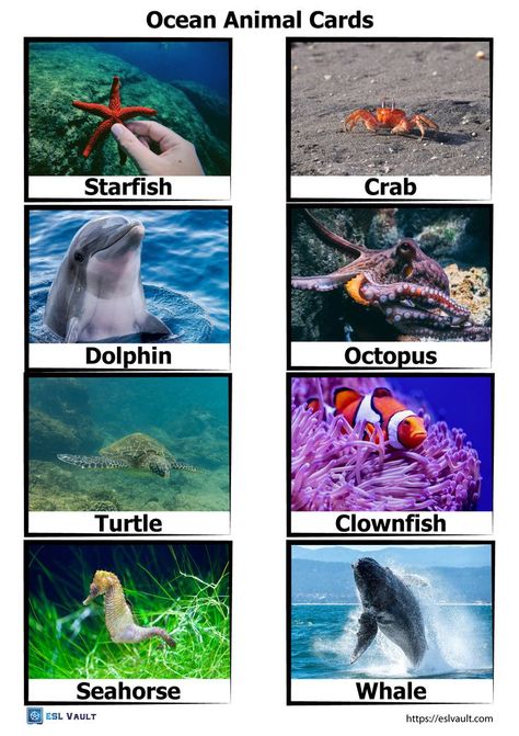 ocean animal flashcards Ocean Animals Pictures, Ocean Animals Preschool, Ocean Activities Preschool, Ocean Words, Under The Sea Animals, Ocean Theme Preschool, Sea Activities, Ocean Unit, Animal Printables