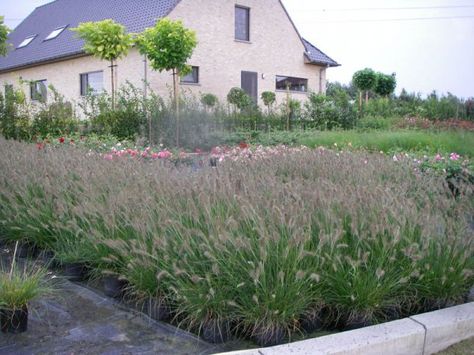 Pennisetum alop. 'Hameln' Pennisetum Alopecuroides Hameln, Pennisetum Alopecuroides, Garden Inspiration, Plants