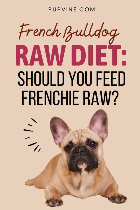 French Bulldog raw diet is the one to choose if you want to feed your dog the healthiest possible way. Here's 4.1.1. on it! Allergy Home Remedies, Itchy Skin Remedies, Dogs With Allergies, Home Remedies For Allergies, Dog Food Allergies, Organic Dog Food, Dog Treats Homemade, Dog Food Brands, Raw Dog Food Recipes