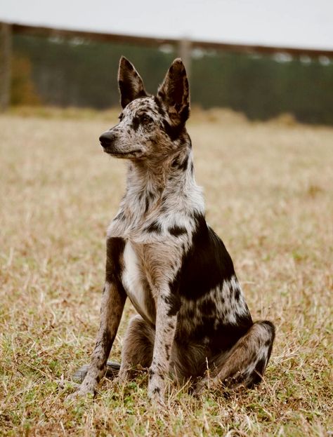 Western Dogs, Photos With Dog, Aussie Dogs, Farm Dogs, Dream Dog, Cute Animals Images, Sporting Dogs, Cute Animal Photos, Working Dogs