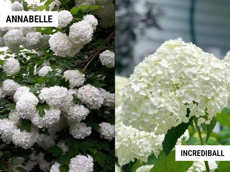 Annabelle Hydrangea vs Incrediball: What Is The Difference Between Them? – World of Garden Plants Hydrangea Arborescens Incrediball, Hydrangea Types, Incrediball Hydrangea, Hydrangea Arborescens Annabelle, Hydrangea Tree, Annabelle Hydrangea, Hydrangea Landscaping, Large Hydrangea, Big Leaf Hydrangea