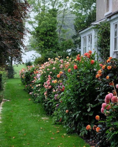 English countrysides | Dreaming of a garden with a dahlia border 🌿 Photo by @mccormickcharlie Follow @englishcountrysides for more All credits belong to the… | Instagram English Countryside Backyard, English Countryside Garden, Dahlia Garden Layout, English Garden Aesthetic, Dahlia Border, English Garden Landscaping, English Backyard, Dahlia Garden, Sunday Scaries