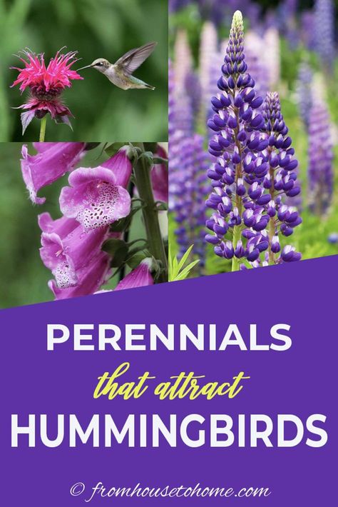 Hummingbird Nectar, Hummingbird Plants, Attract Hummingbirds, Butterfly Plants, Best Flowers, Hummingbird Flowers, Hummingbird Garden, Annual Flowers, How To Attract Hummingbirds