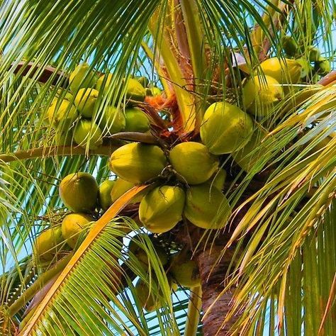 Fruits And Vegetables Pictures, Aesthetic Coconut, Green Coconut, Island Aesthetic, African Jungle, Vegetable Pictures, Jungle Life, Air Kelapa, Coconut Palm Tree