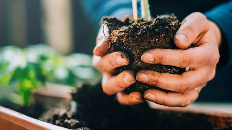 Grow your own: an easy guide to growing your own crop at home from scratch | Real Homes Blossom End Rot Tomatoes, Grow Avocado, Growing Lettuce, Easy Vegetables To Grow, Vegetable Garden For Beginners, Growing Strawberries, Growing Potatoes, Herbs Indoors, House Plant Care