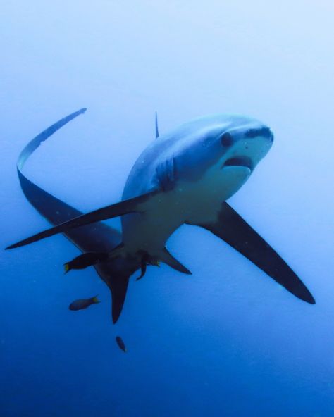 Thresher sharks are pelagic creatures and often only spotted by chance. But in the Philippines, specifically in Kimud shoal they are seen almost daily the whole year round. 😍 The shoal serve as a cleaning station for threshers. 🦈 Tiny cleaner wrasses eat the parasites that are on the sharks. Think of it like a car wash or a spa for sharks! 🐟 The sharks are known for their distinctively long tails that look like a farmers scythe used for threshing. Thus their name- thresher shark. I did ... Cleaning Station, Thresher Shark, Shark Diving, Shark Lover, Shark Fin, Marine Biology, Sealife, Creature Art, The Philippines