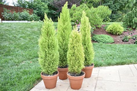 Cypress Plant, Italian Cypress Trees, Azalea Shrub, Lemon Cypress, Monterey Cypress, Leyland Cypress, Italian Cypress, Plant Maintenance, Best Perennials